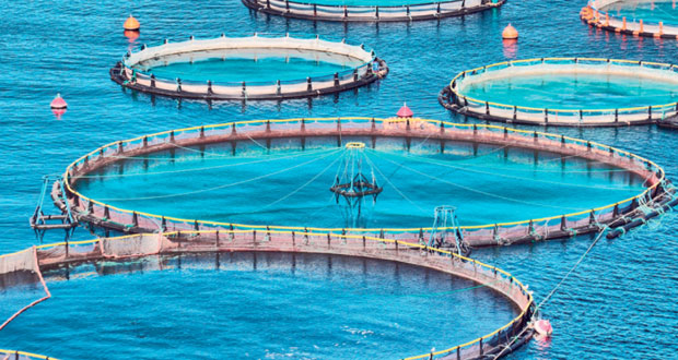 الاستزراع السمكي